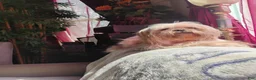 Shih Tzu dogs for sale: Stormy - Ad 3