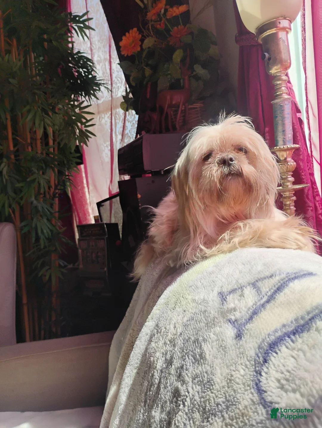 Shih Tzu dogs for sale: Shih Tzu 1sparky - Ad 2