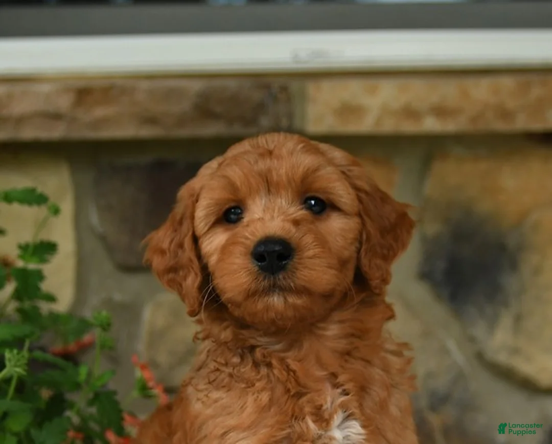 Mini Goldendoodle dogs for sale: Ace - Ad 5