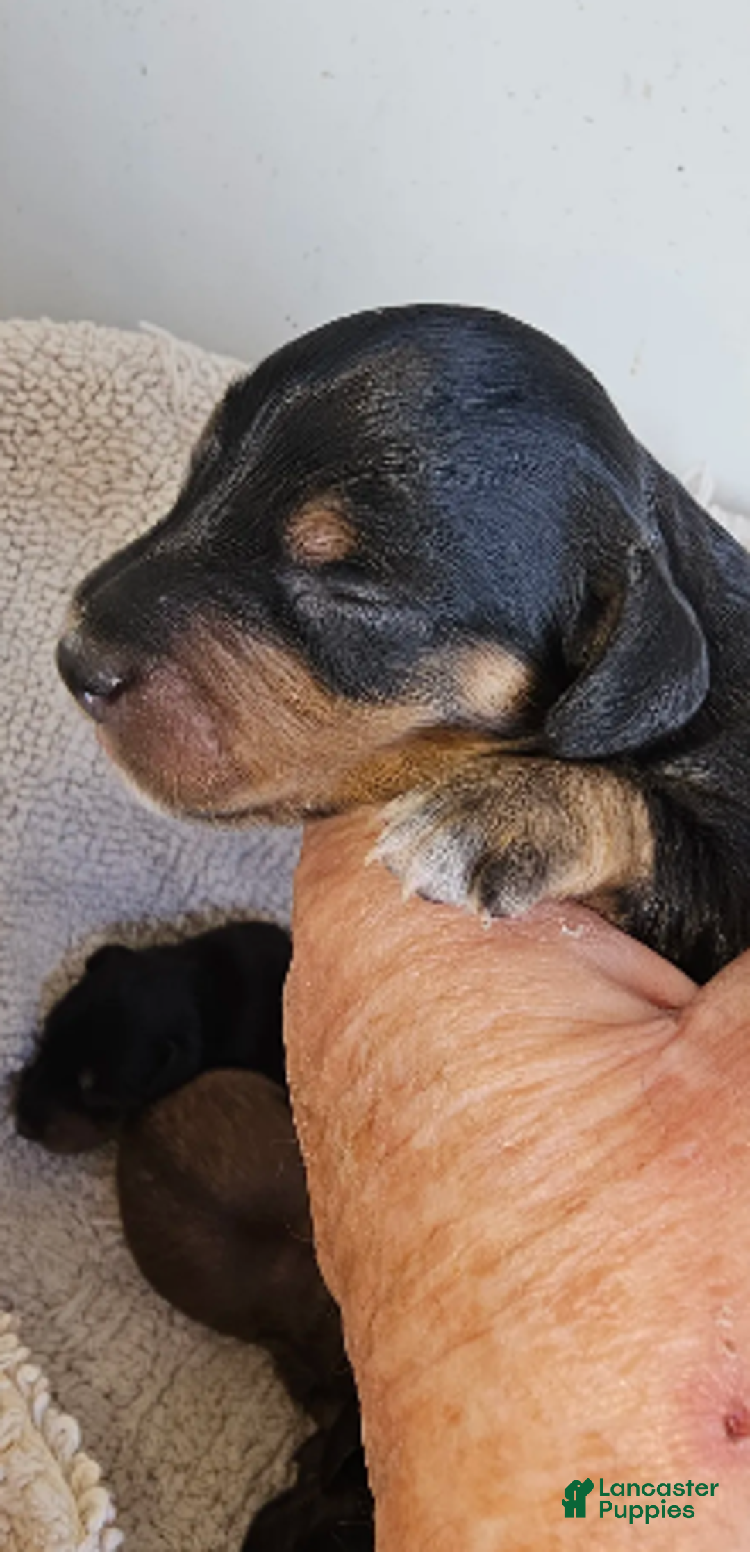 Miniature Dachshund dogs for sale: Chester-Long Haired - Ad 6