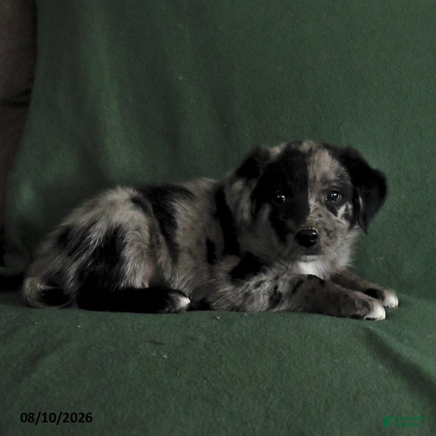 Mixed Breed dogs Buster - Ad 2
