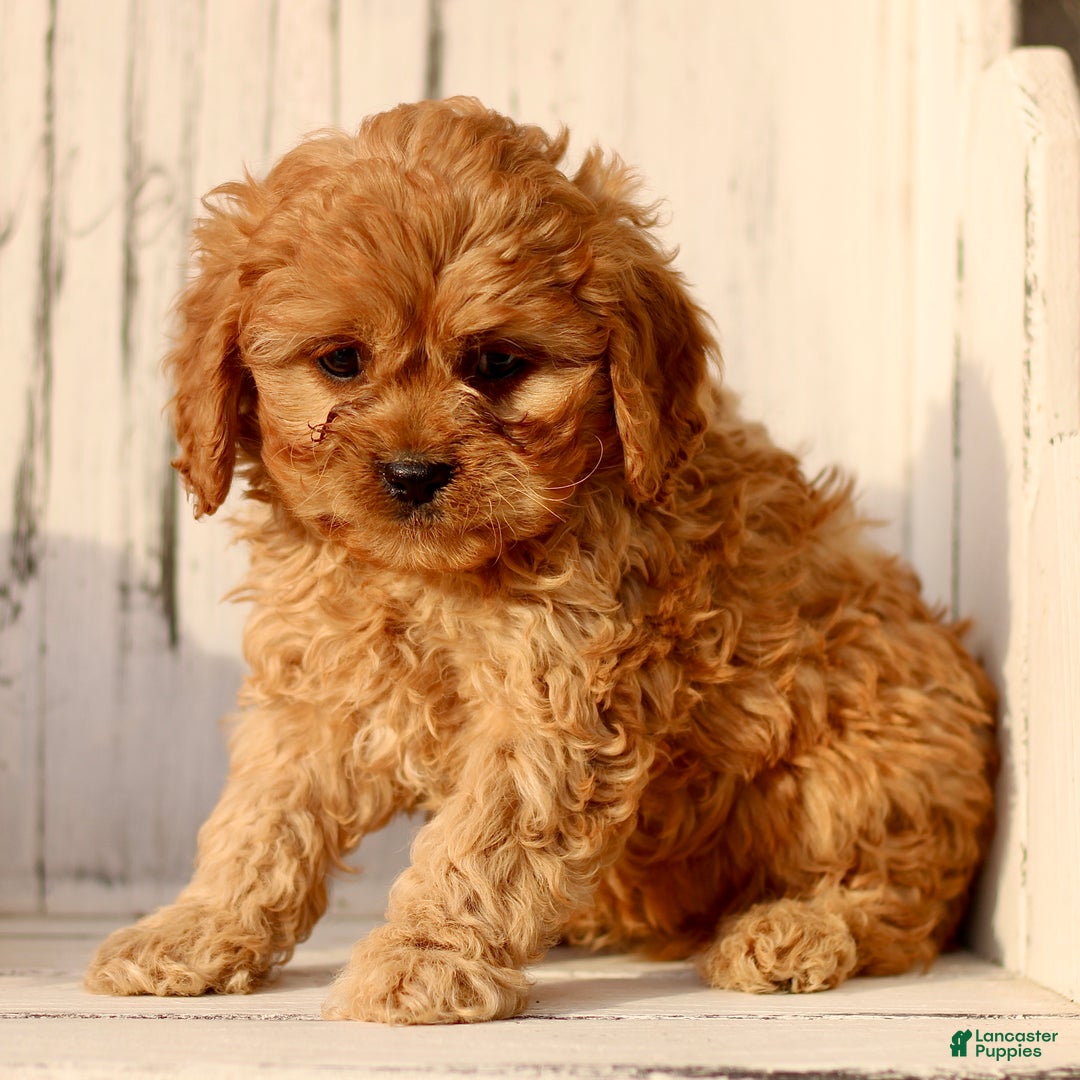 Cavapoo dogs for sale: Daisy  - Ad 4