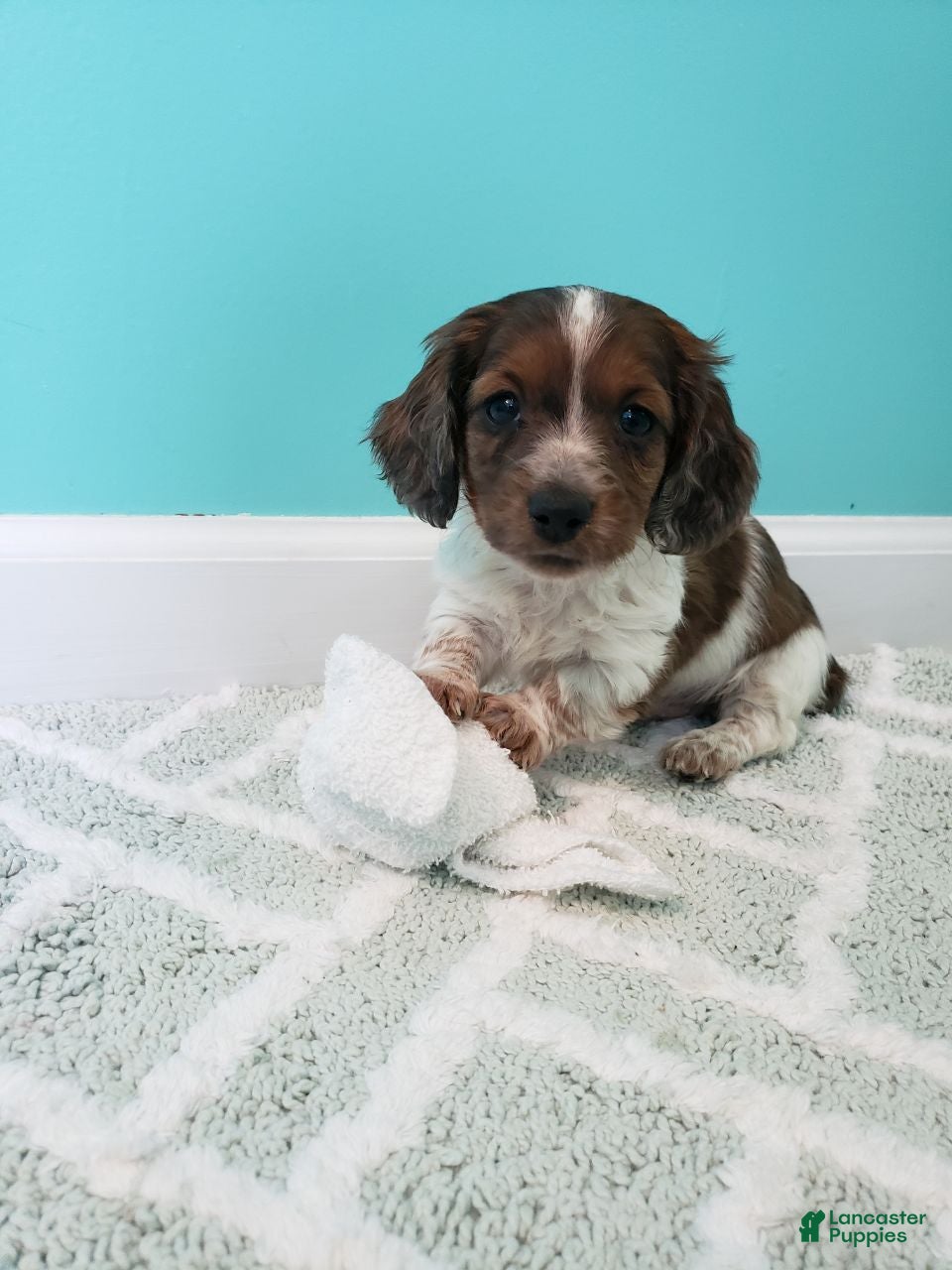 Miniature Dachshund dogs Rob - Ad 1