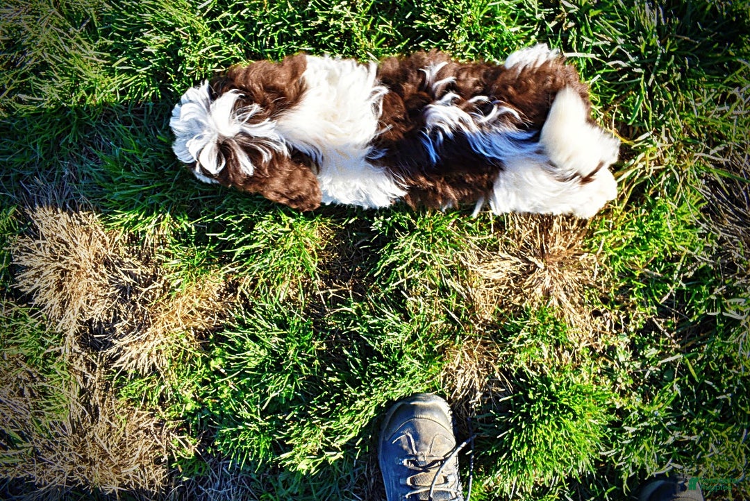 Havapoo dogs for sale: Simba - Ad 9