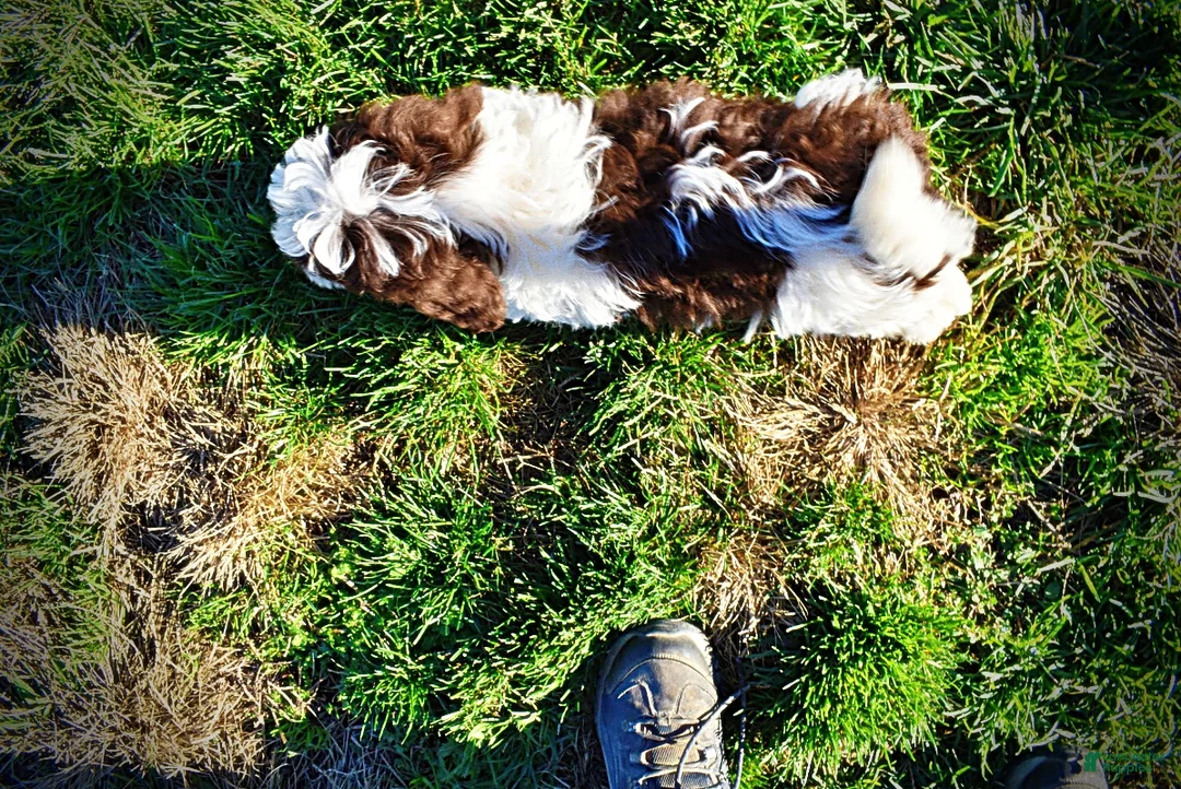 Havapoo dogs for sale: Simba - Ad 10