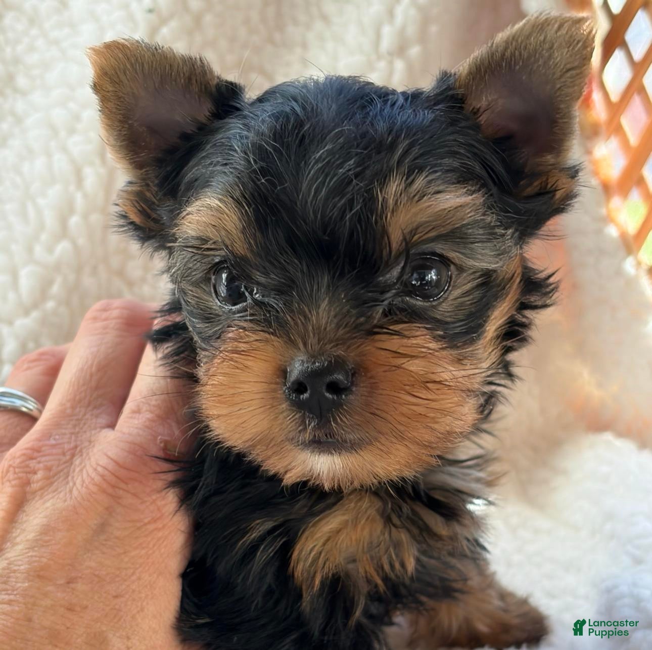 Yorkshire Terrier dogs for sale: George - Ad 25
