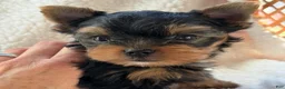 Yorkshire Terrier dogs for sale: George - Ad 1