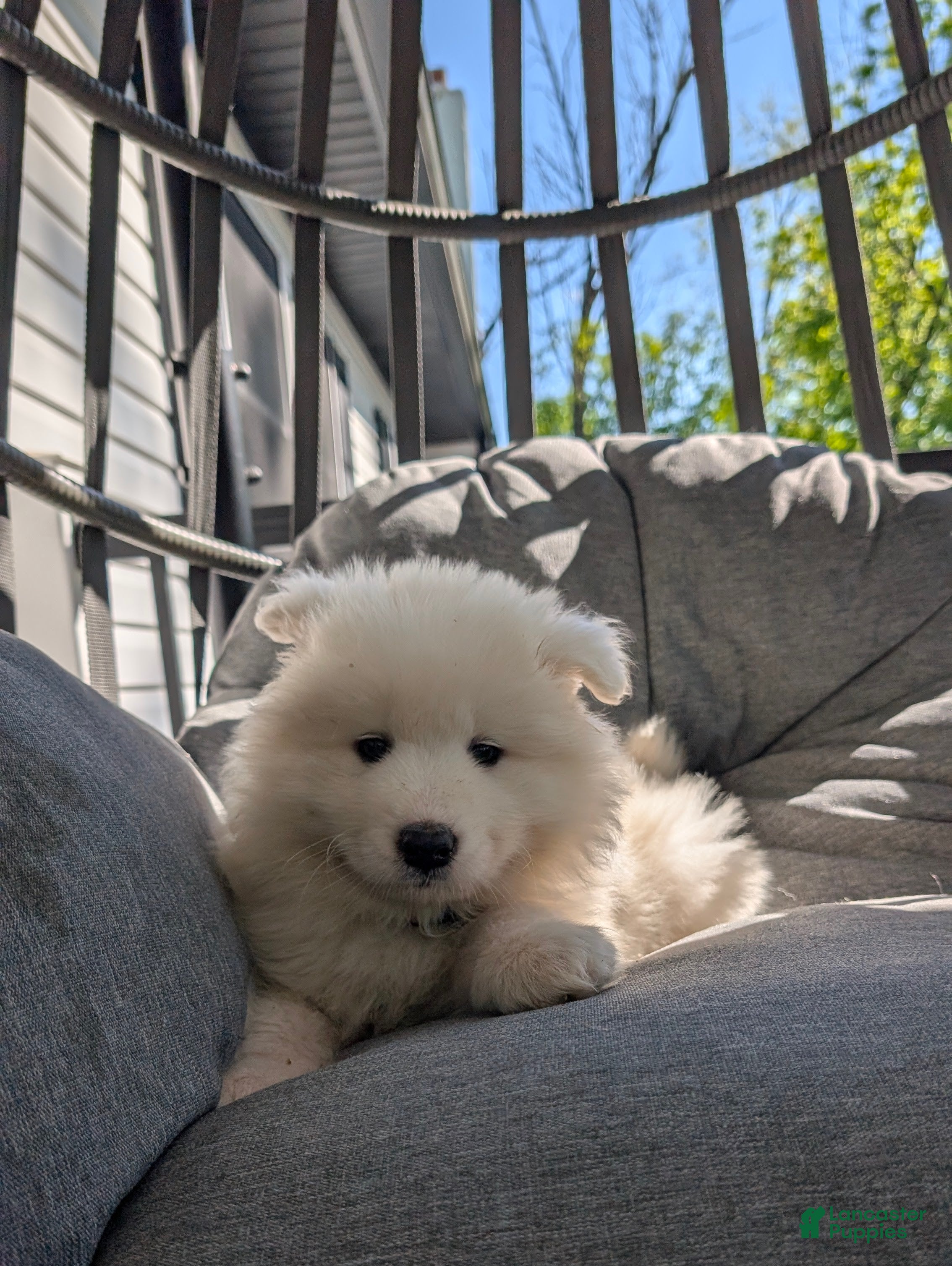 Samoyed dogs Elena - Ad 2