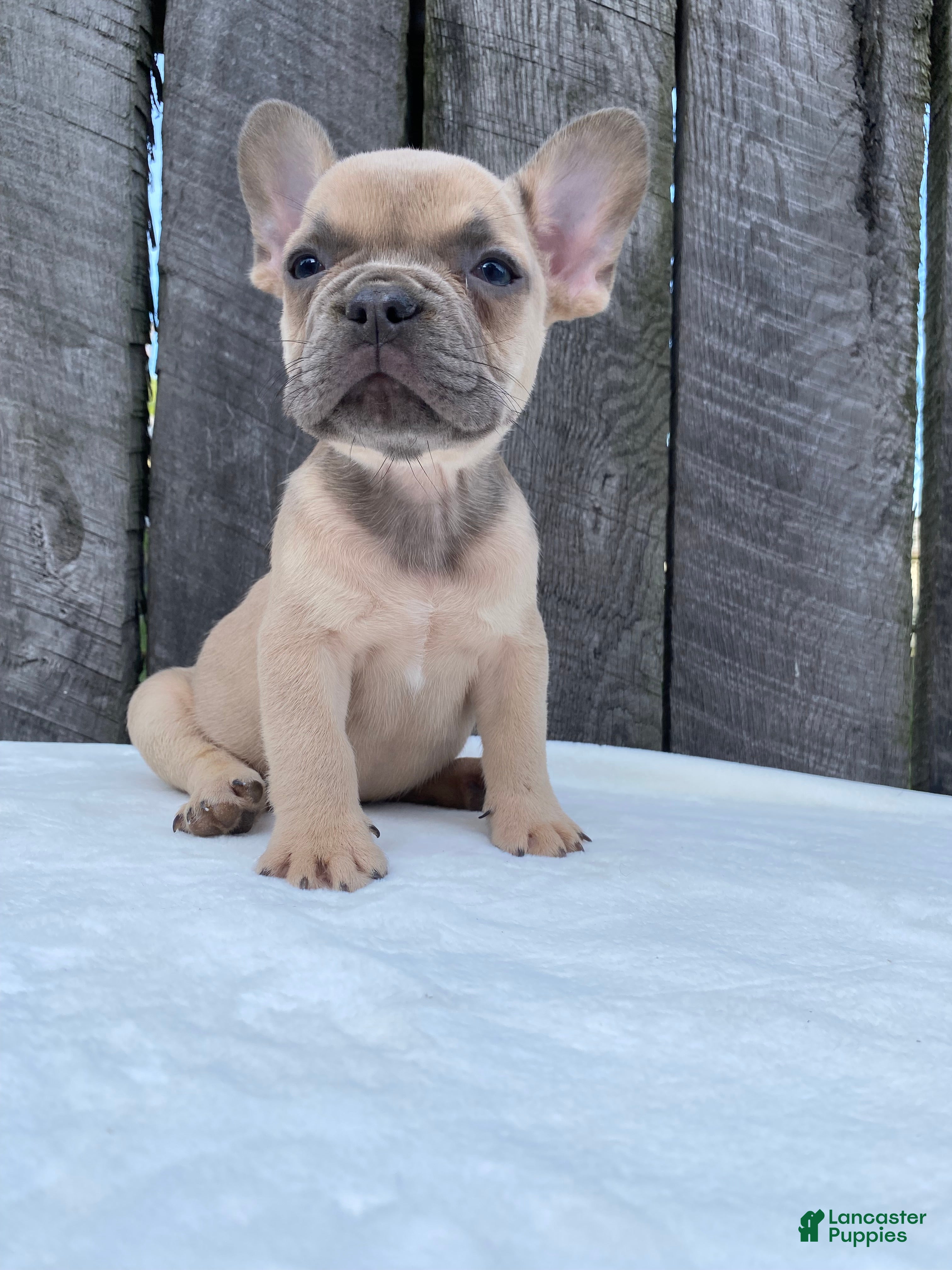 French Bulldog dogs Baxter - Ad 1