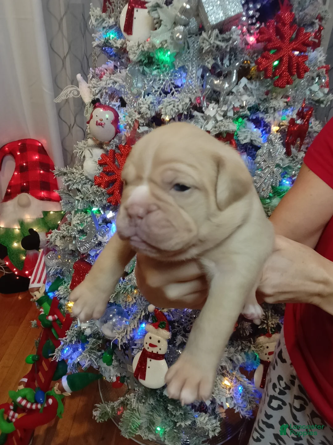 Olde English Bulldogge dogs for sale: Olde English Bulldogge Puppy 6 - Ad 5