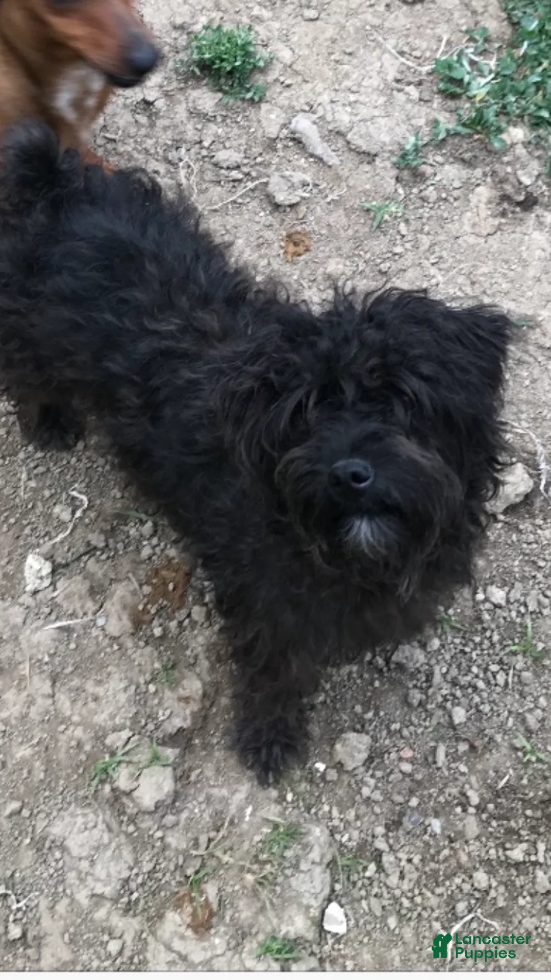 Mixed Breed dogs for sale: Mixed Breed Puppy 1 - Ad 2