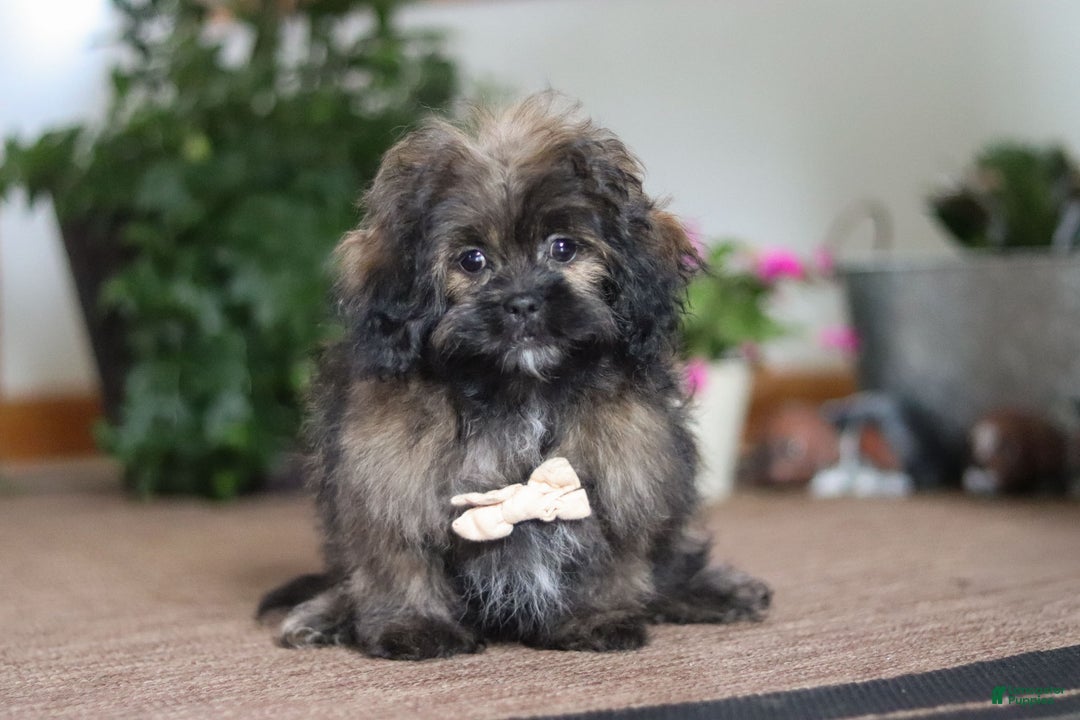 Shihpoo dogs for sale: Jona - Ad 1