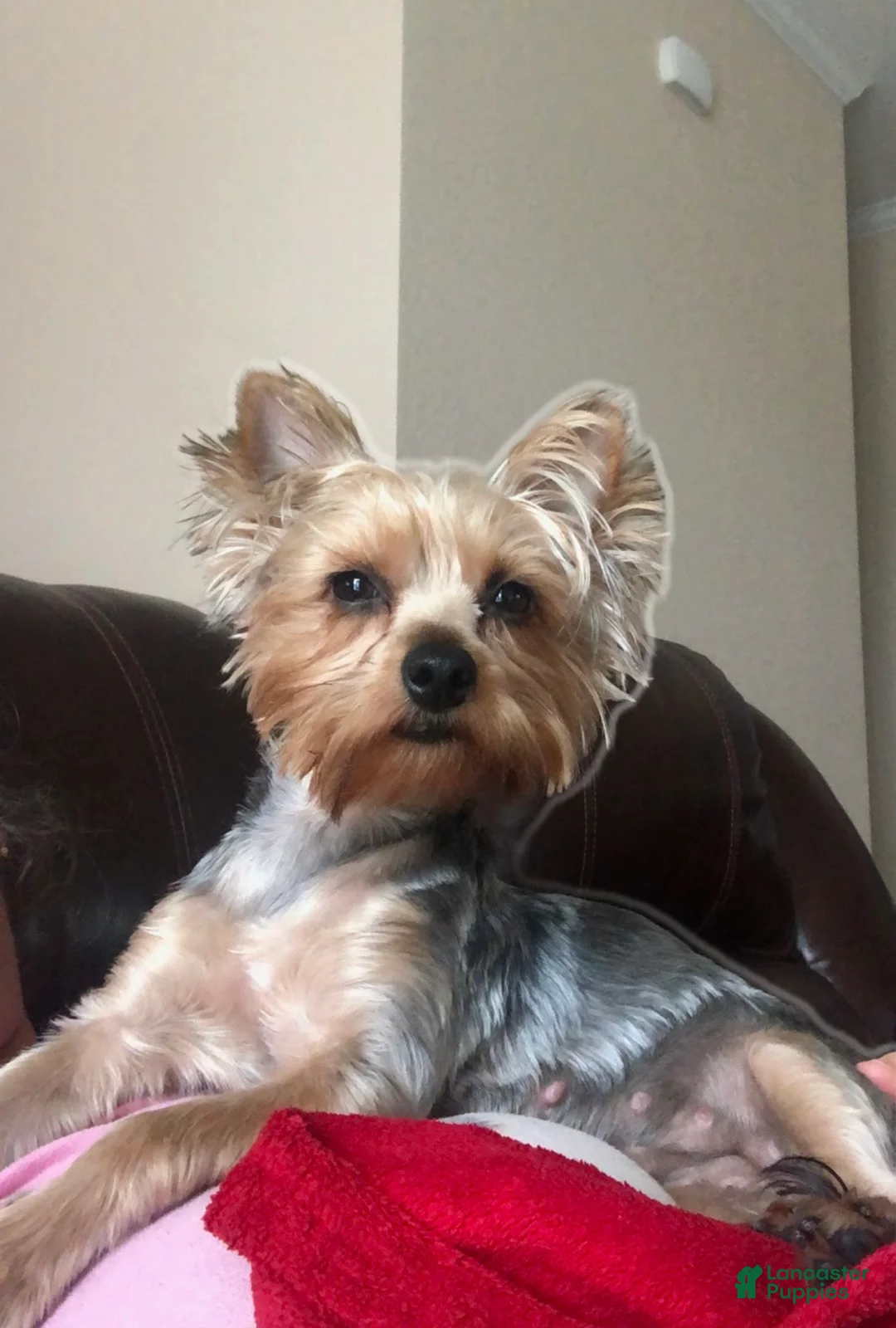 Morkie dogs for sale: Morkie 1 - Ad 3