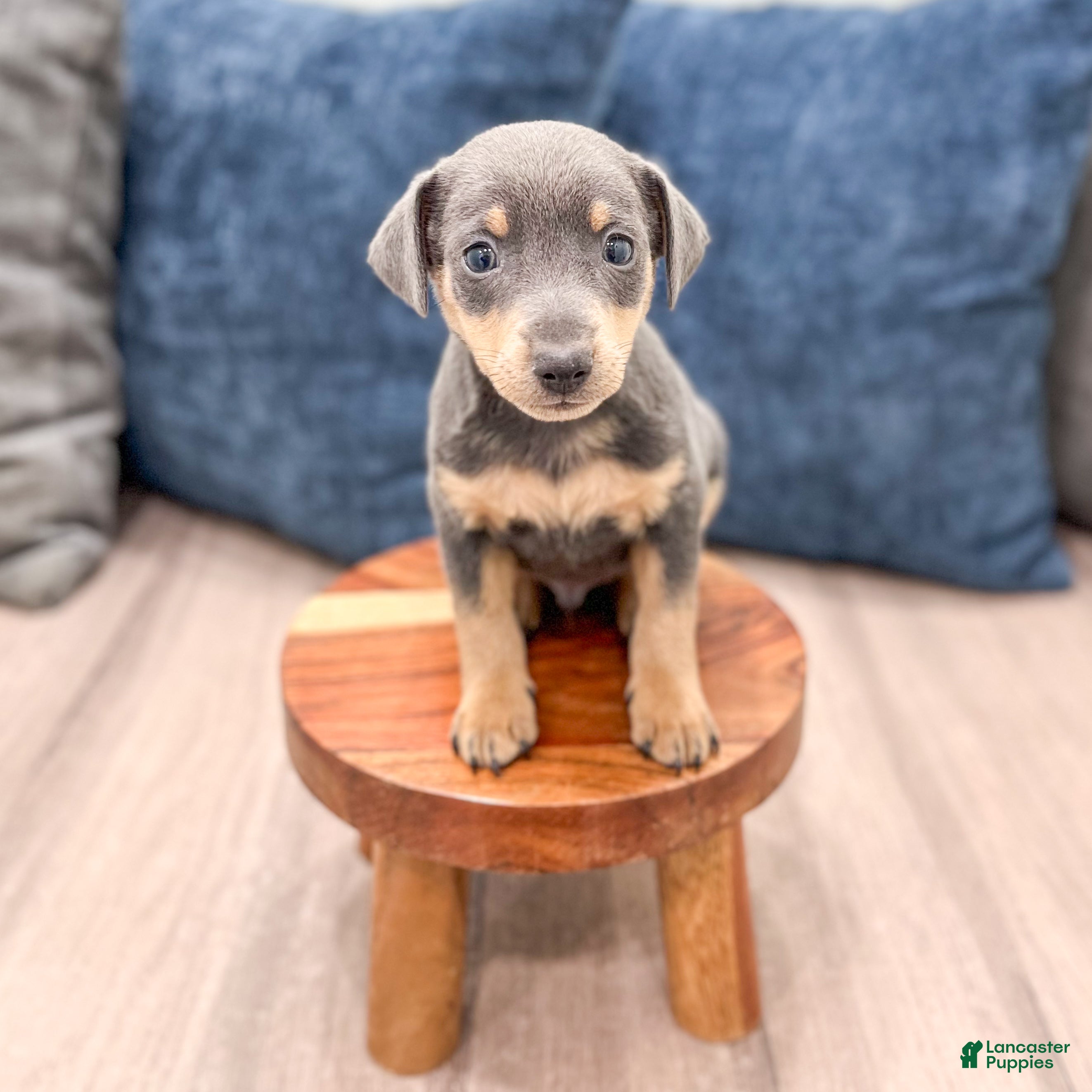 Miniature Pinscher dogs Caden - Ad 2