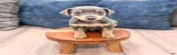 Miniature Pinscher dogs for sale: Caden - Ad 2