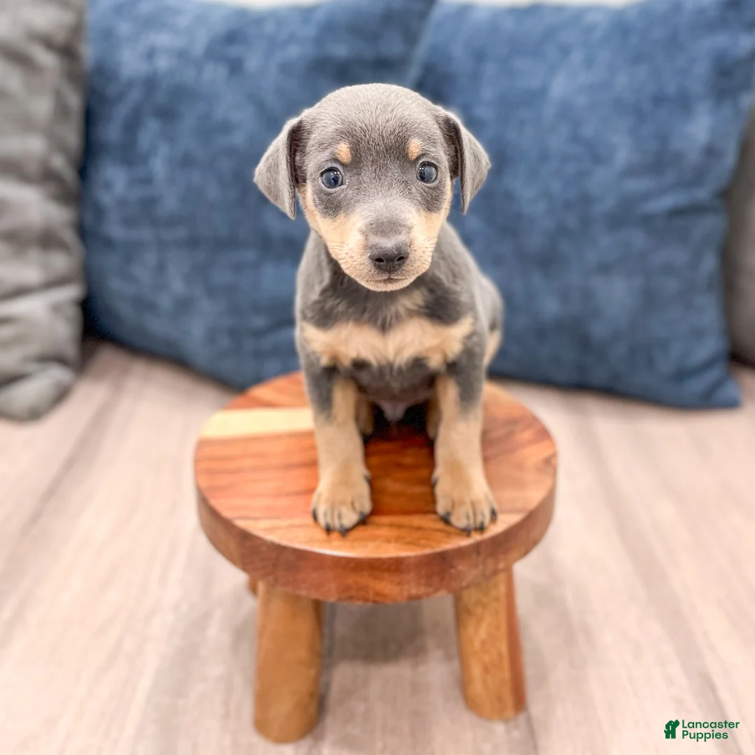 Miniature Pinscher dogs for sale: Caden - Ad 2