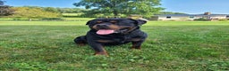 Rottweiler dogs for sale: Remington  - Ad 2