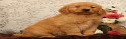 Golden Retriever dogs for sale: Harold - Ad 6