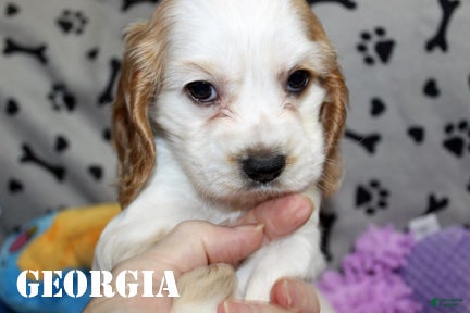 Cocker Spaniel dogs for sale: Georgia - Ad 1