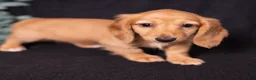 Miniature Dachshund dogs for sale: Macchiato  - Ad 4