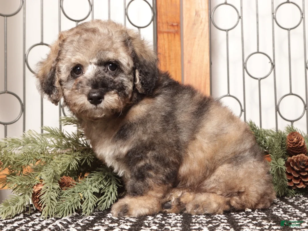 Bichpoo dogs for sale: Chip - Ad 2