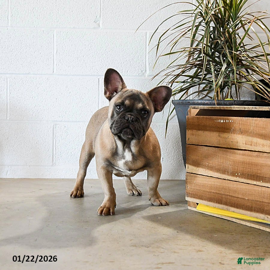French Bulldog dogs Bimbo - Ad 2