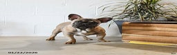French Bulldog dogs for sale: Bimbo - Ad 2