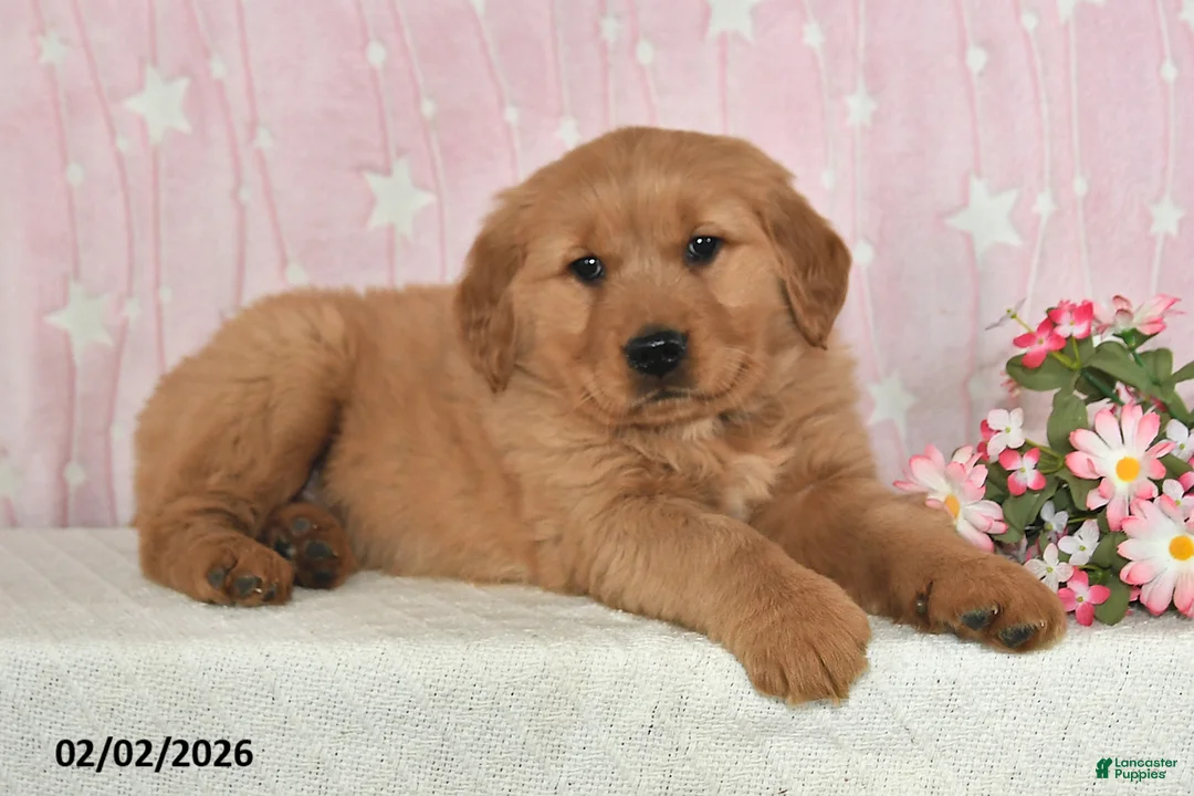 Golden Retriever dogs for sale: Willow - Ad 4