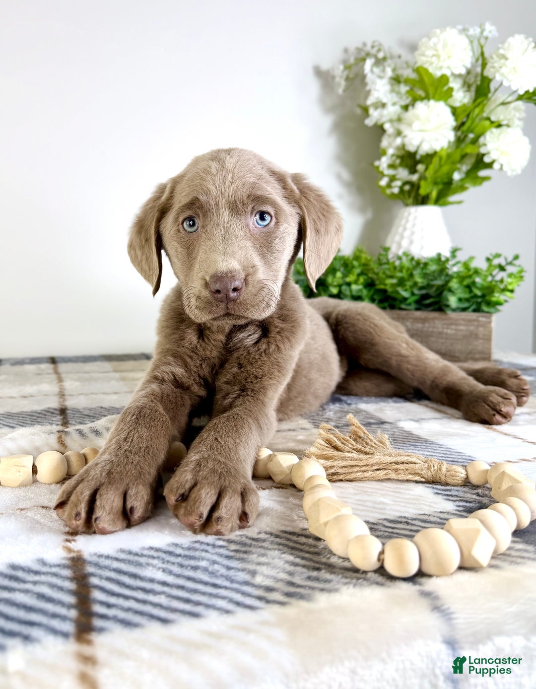 Labrador Retriever dogs for sale: AKC Luna - Ad 3