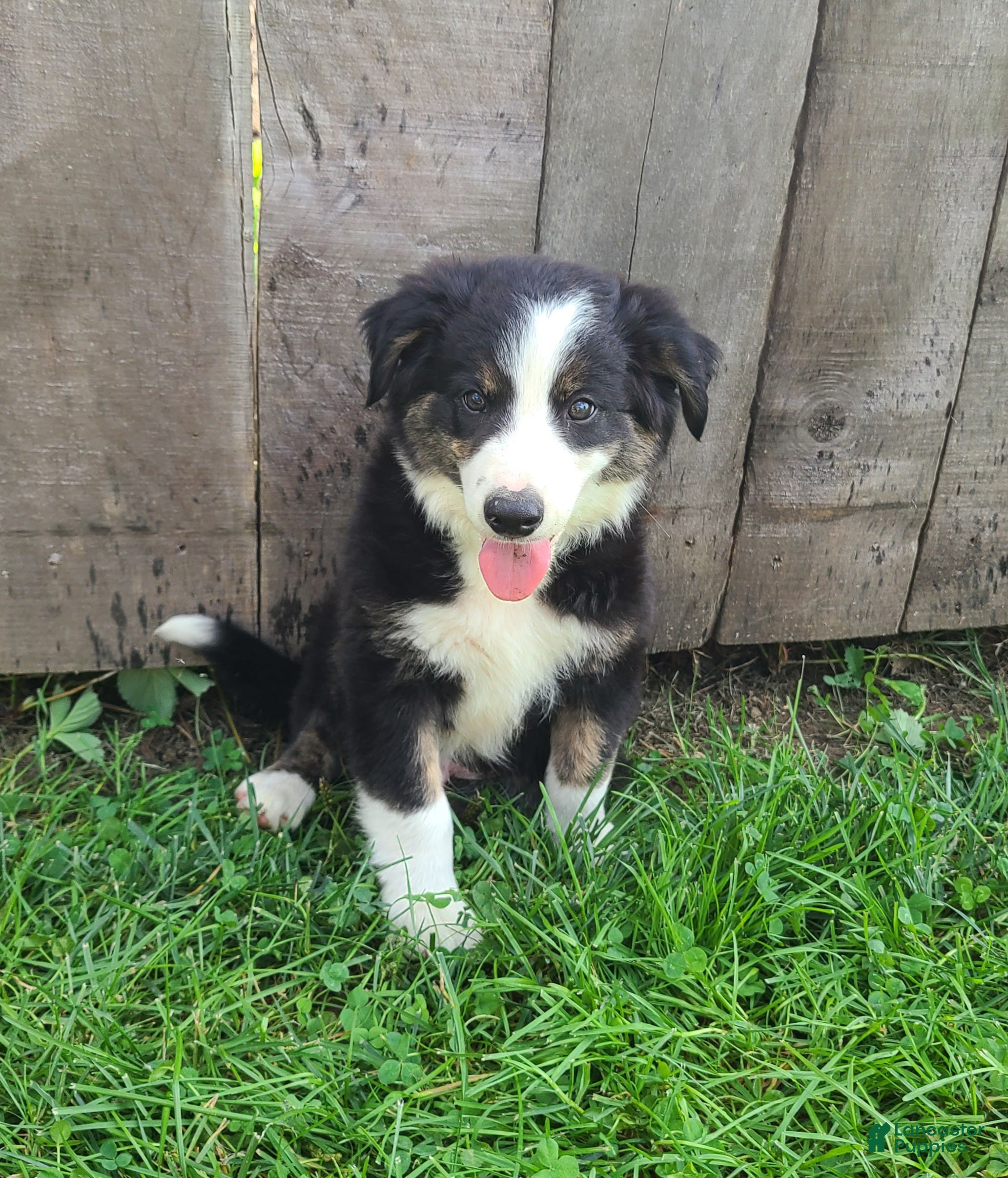 Mixed Breed dogs Sarge - Ad 1