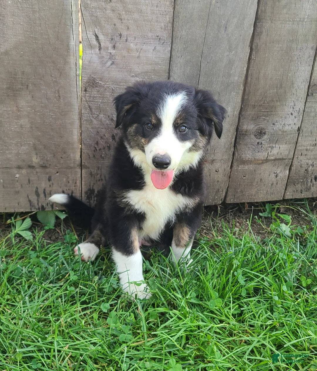 Mixed Breed dogs for sale: Sarge - Ad 1