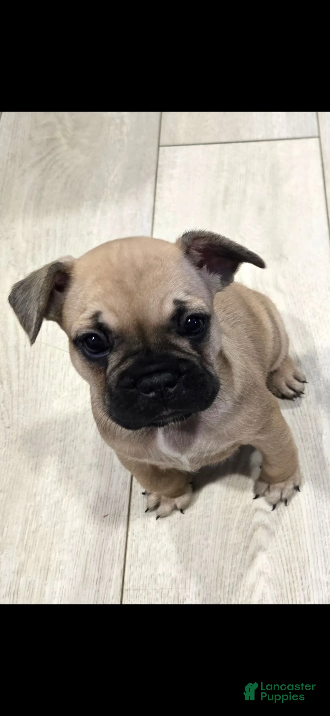 French Bulldog dogs for sale: Anna - Ad 2
