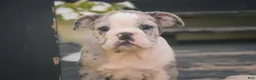 Mixed Breed dogs for sale: Splendor Victorian Bulldog - Ad 6