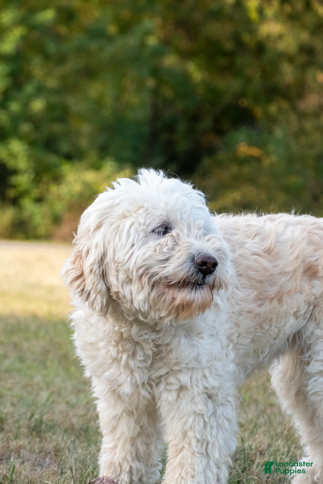 Goldendoodle dogs for sale: Willa - Ad 14