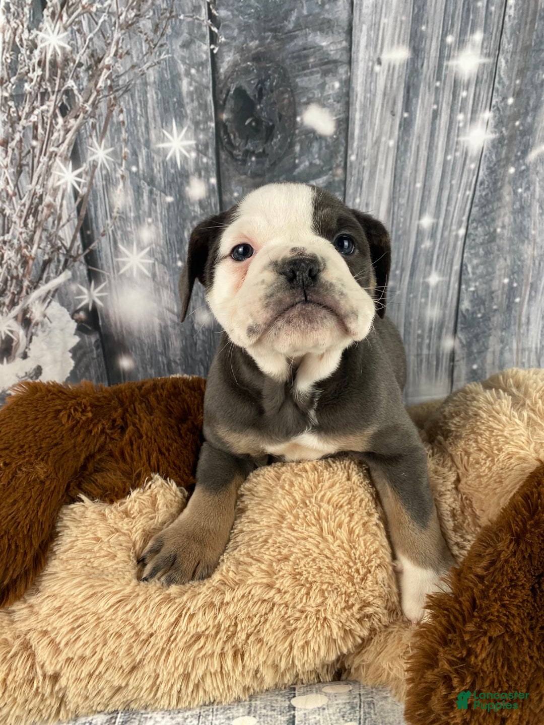 English Bulldog dogs for sale: Hazel - Ad 9