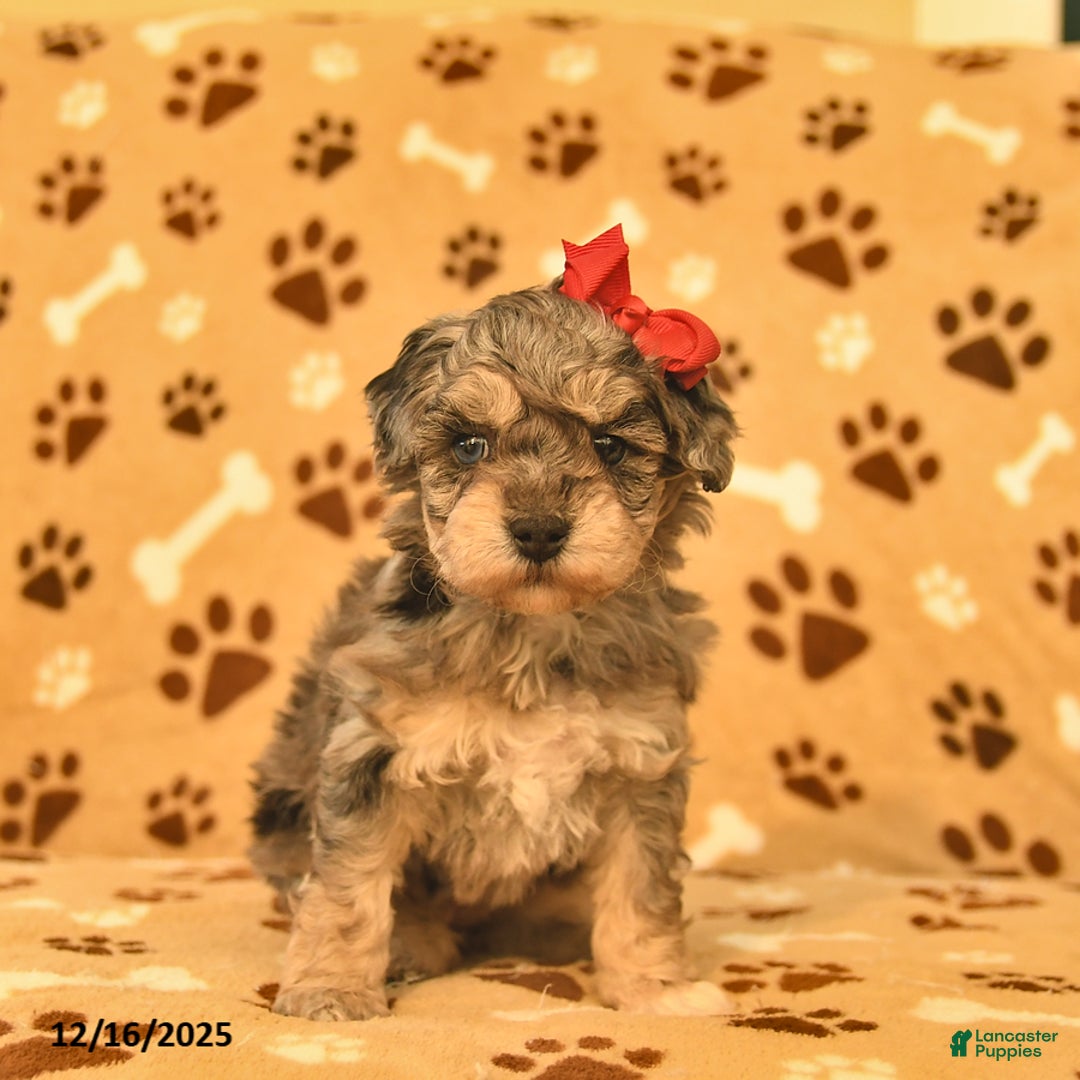 Toy Poodle dogs for sale: Mercy - Ad 3