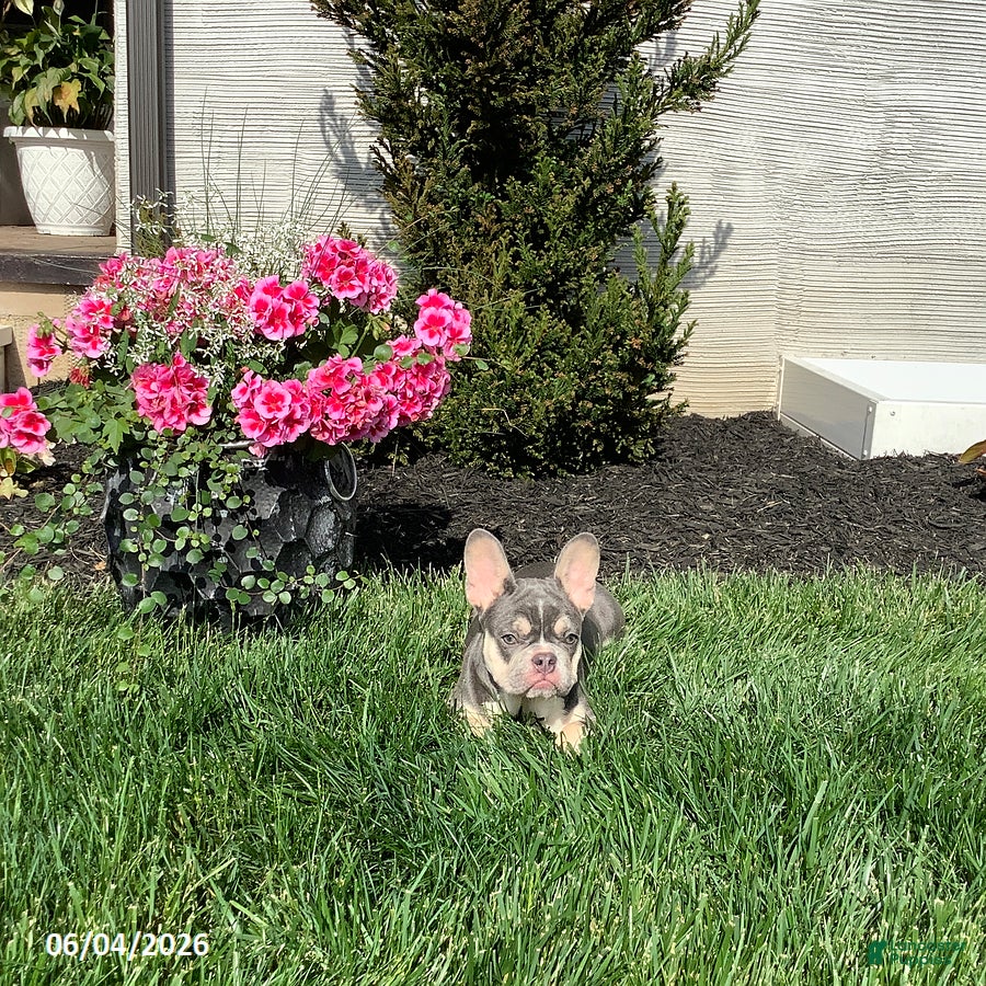 French Bulldog dogs Clover - Ad 2