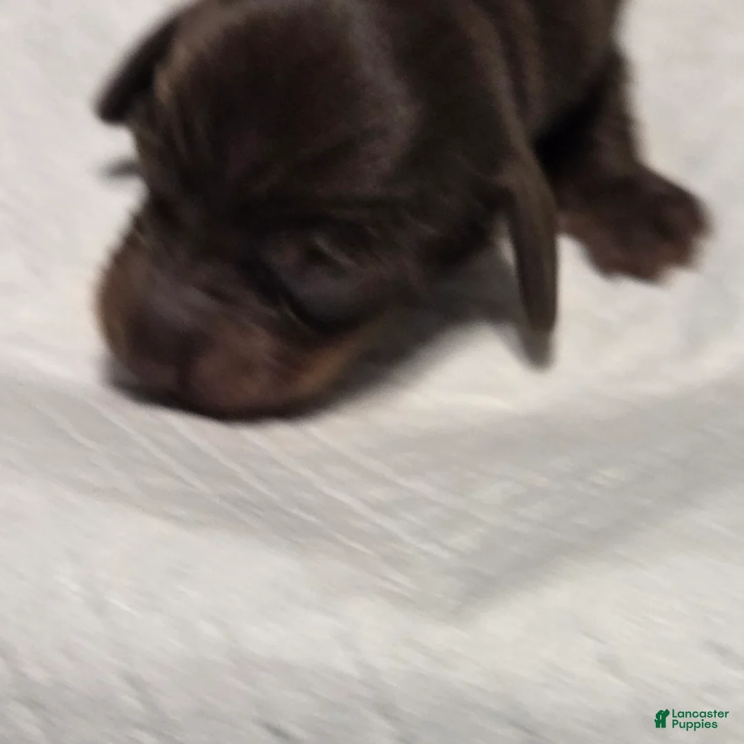 Miniature Dachshund dogs for sale: Miniature Dachshund Solid Puppy 4 - Ad 9
