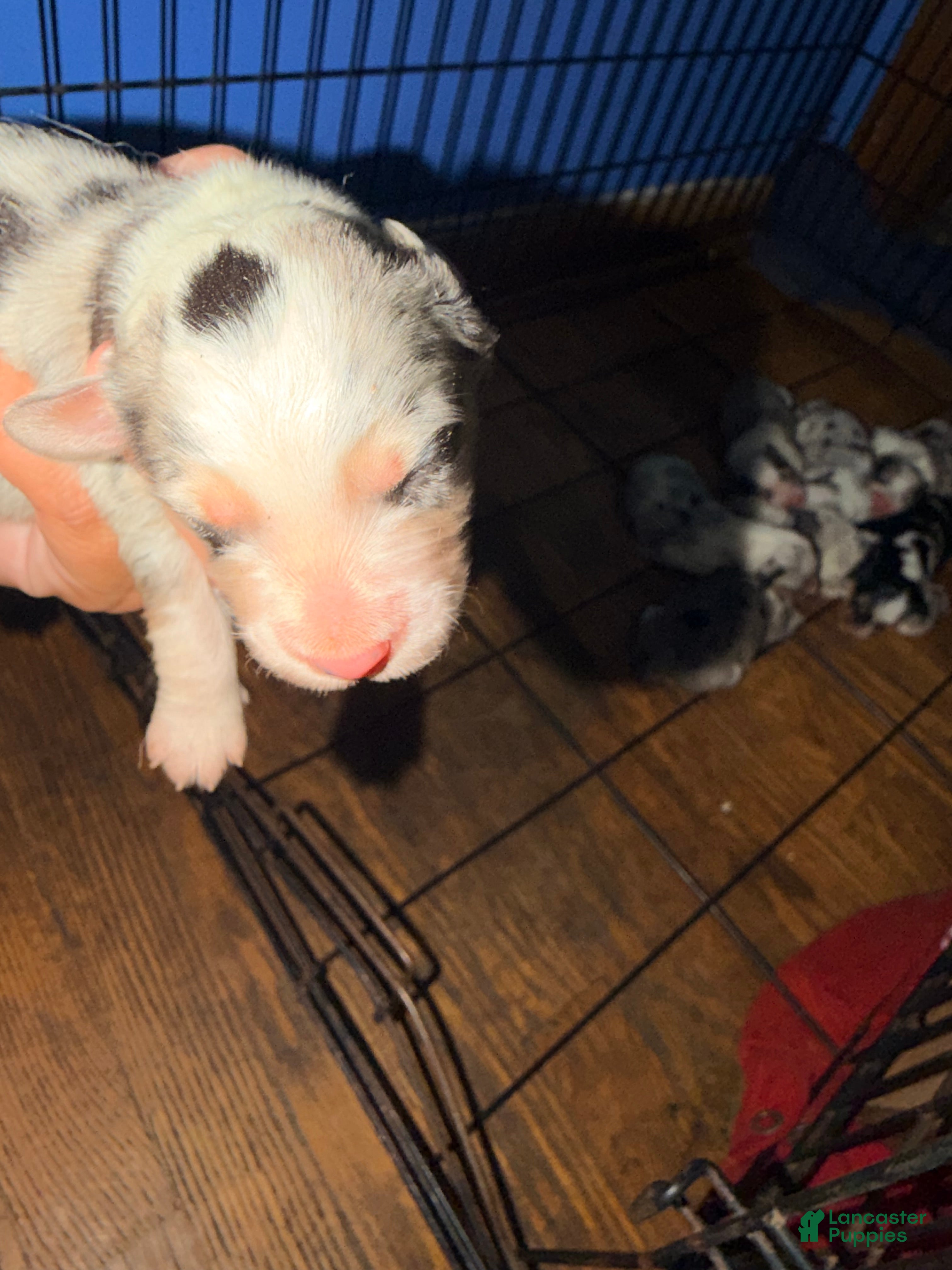 Mixed Breed dogs Mixed Breed 1 - Ad 28
