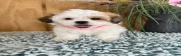 Teddy Bear dogs for sale: Sweetie - Ad 3