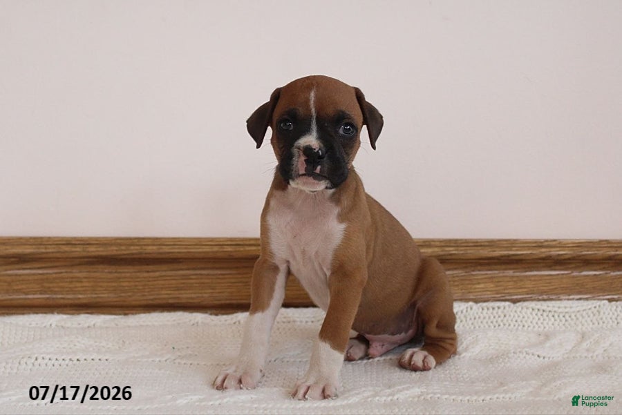 Boxer dogs Teddy - Ad 1