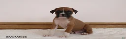 Boxer dogs for sale: Teddy - Ad 1