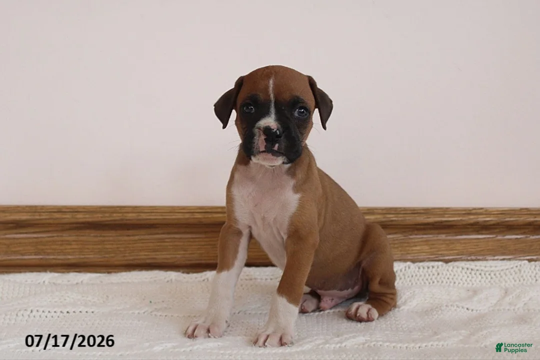Boxer dogs for sale: Teddy - Ad 1