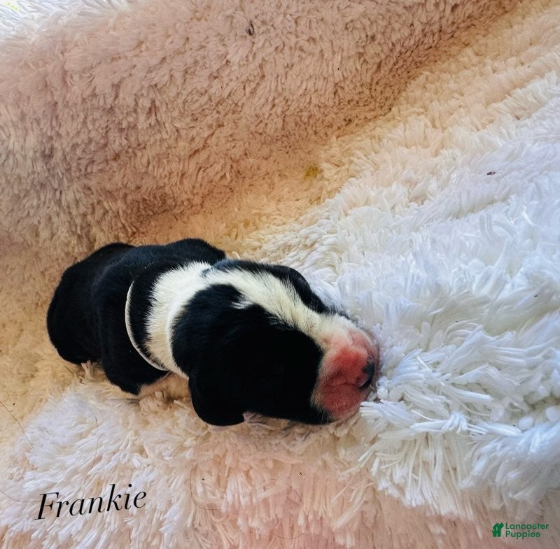 Great Dane dogs Frankie - Ad 4