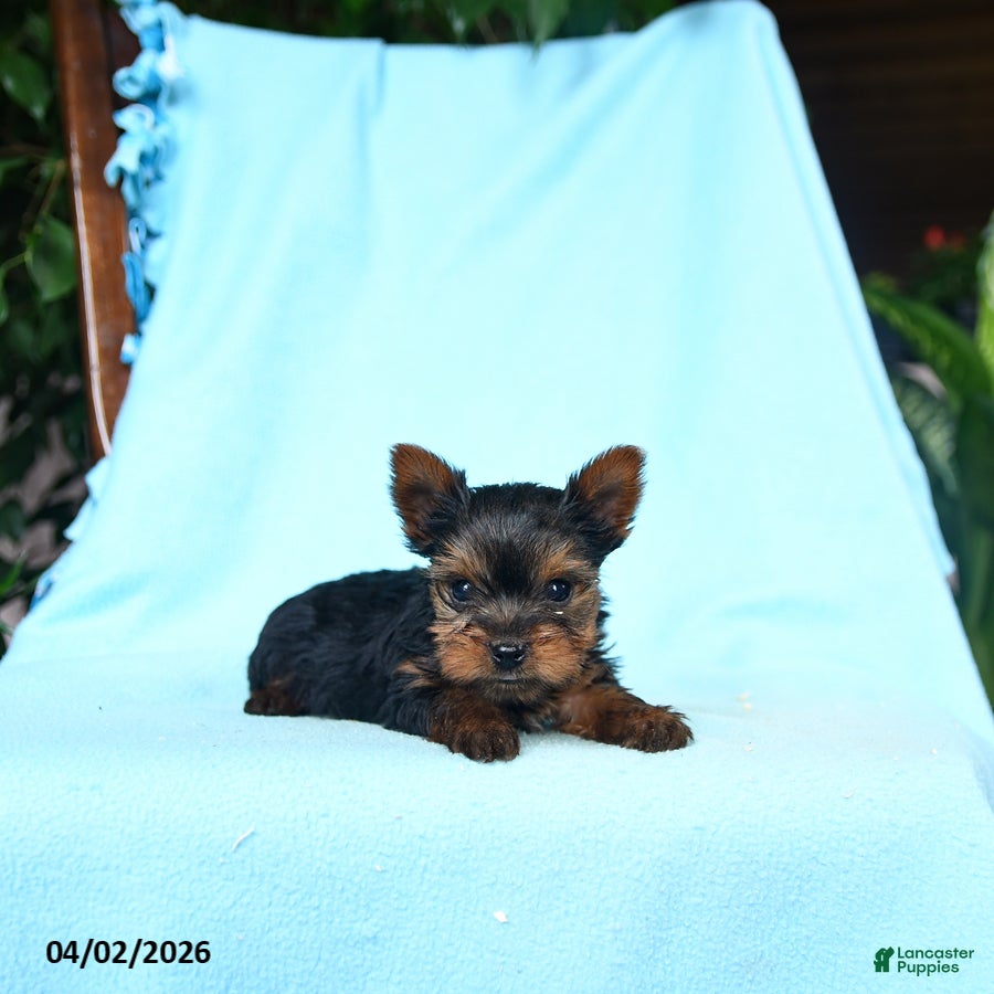 Yorkshire Terrier dogs Ginger - Ad 2