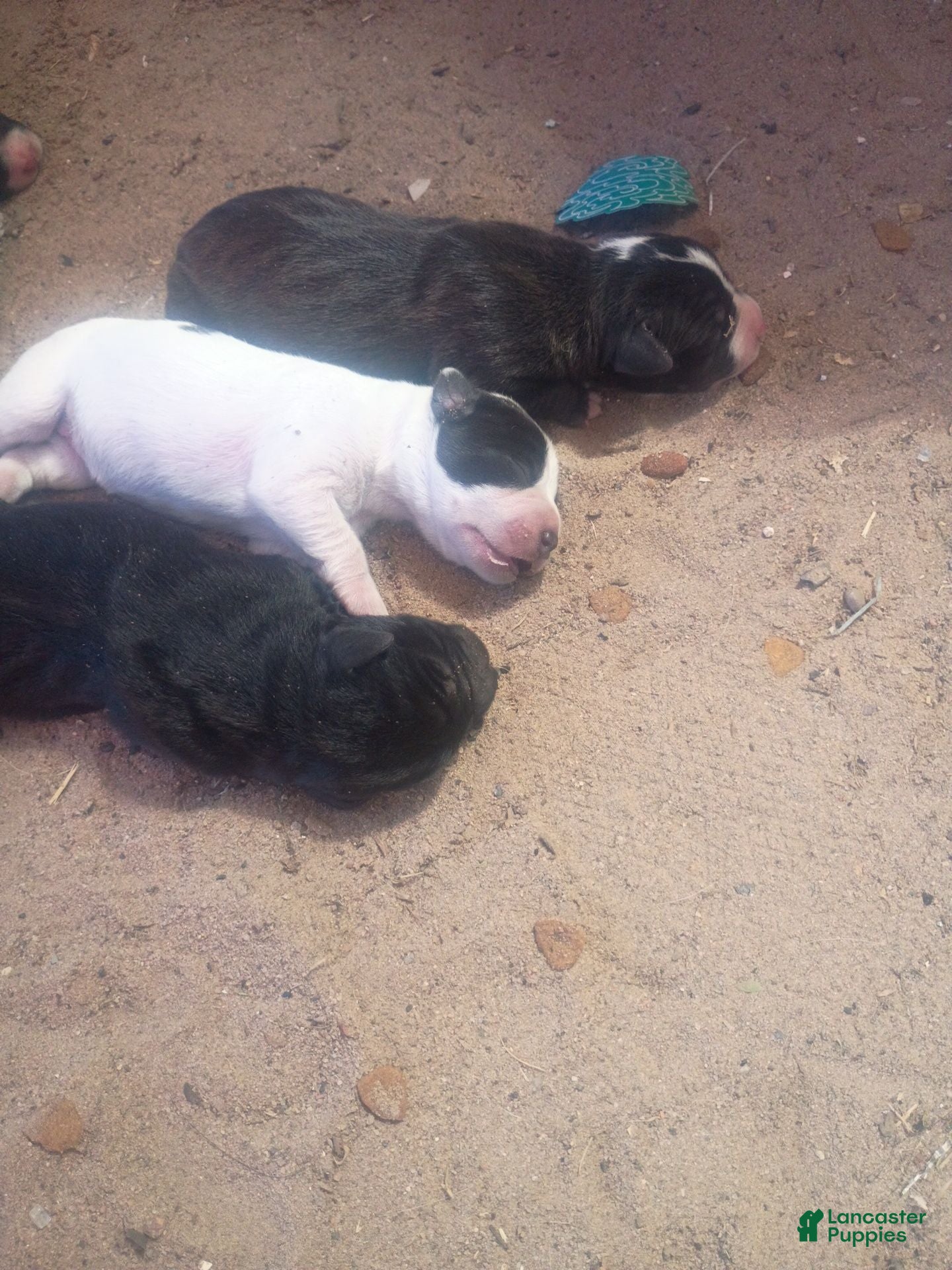 Mixed Breed dogs Mixed Breed 2 - Ad 39