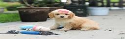 Cavapoo dogs for sale: Dolly - Ad 8