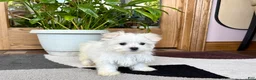 Maltese dogs for sale: Shellie - Ad 4
