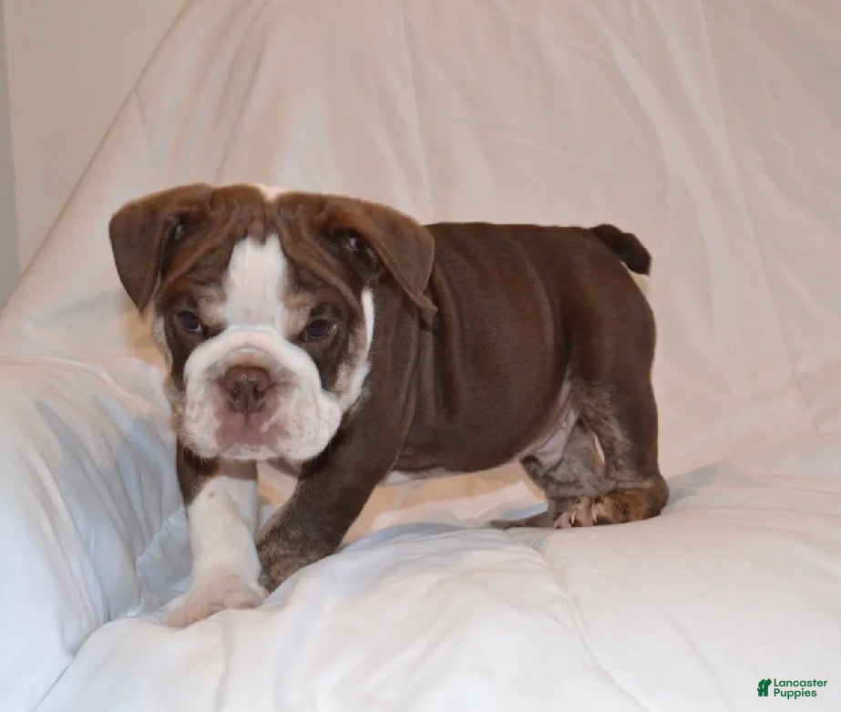 English Bulldog dogs Bully (Chocolate Trindle) - Ad 33