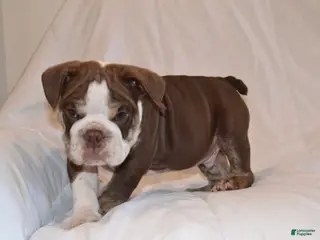 English Bulldog dogs Bully (Chocolate Trindle) - Ad 33